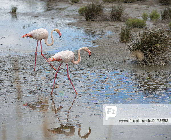 France  Provence Alpes Cote d'Azur  Camargue  two flamingos  Phoenicopterus roseus  walking through marshy landscape