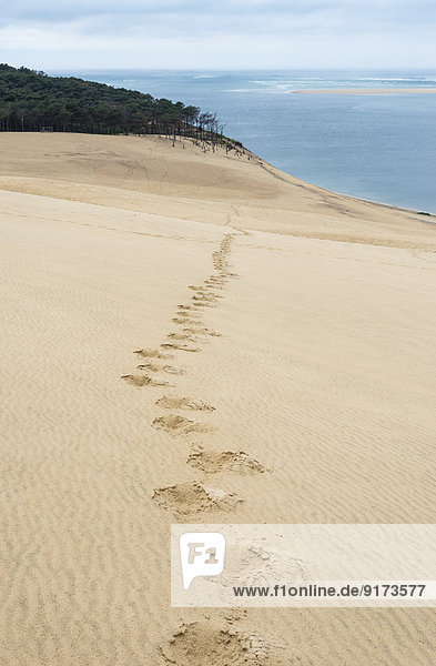France  Aquitaine  Gironde  Pyla sur Mer  Dune du Pilat  track of footprints in the sand