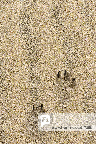 France  Aquitaine  Gironde  Pyla sur Mer  Dune du Pilat  footprints of a dog