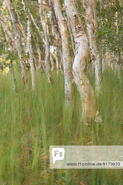 Australia  New South Wales  Pottsville  paper bark tea trees