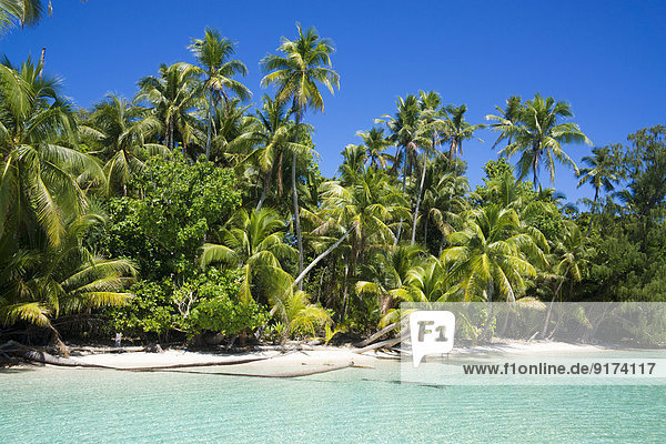 Micronesia  Palau  Peleliu  lagoon with palm-lined beach