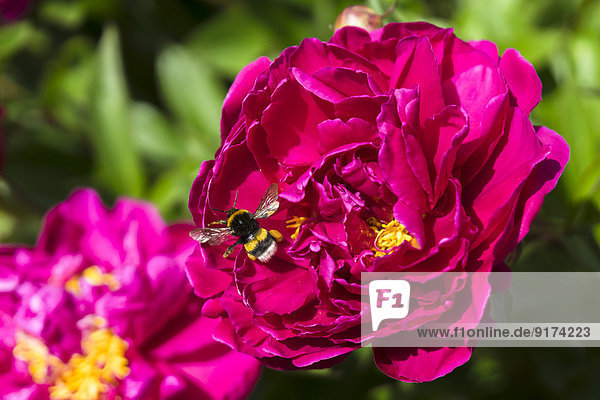 Germany  Hesse  Pink peony  Paeonia  and Buff-tailed bumblebee  Bombus terrestris