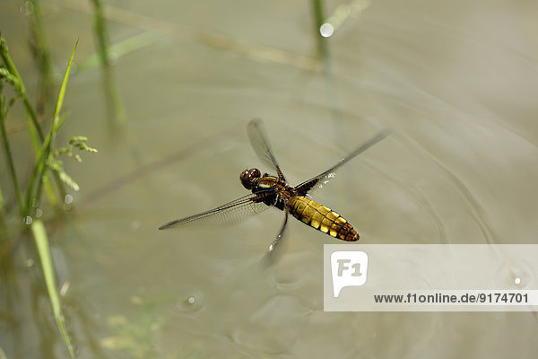 Broad-bodied chaser  Libellula depressa  landing on water surface