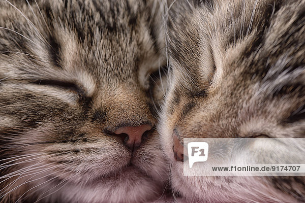 Portrait of two sleeping tabby cats  partial view