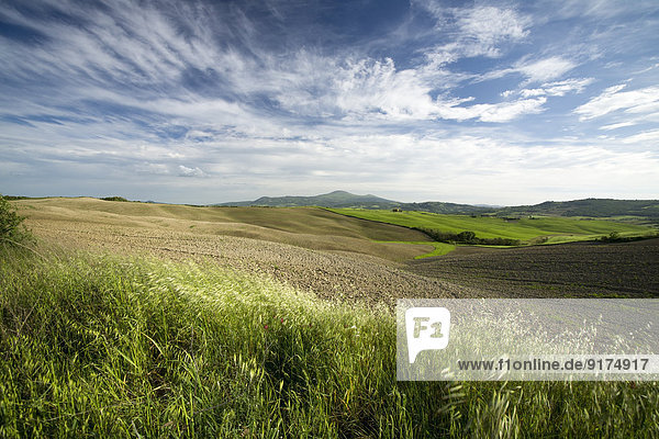 Italien  Toskana  Landschaft mit Feld bei Pienza