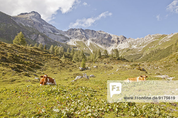 Österreich  Lungau  Kühe in alpiner Landschaft