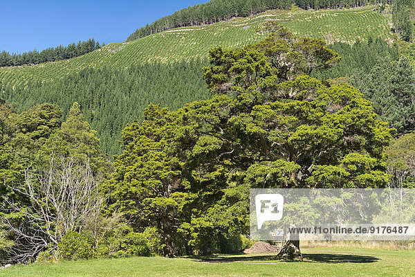 Neuseeland  Nelson  Maitai Valley  endemischer Totara-Baum