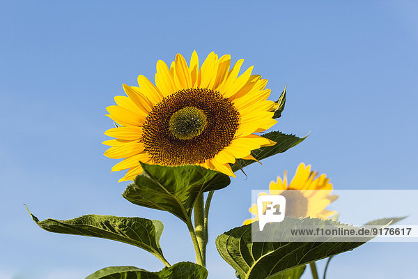 Zwei Sonnenblumen  Helianthus annuus  vor blauem Himmel