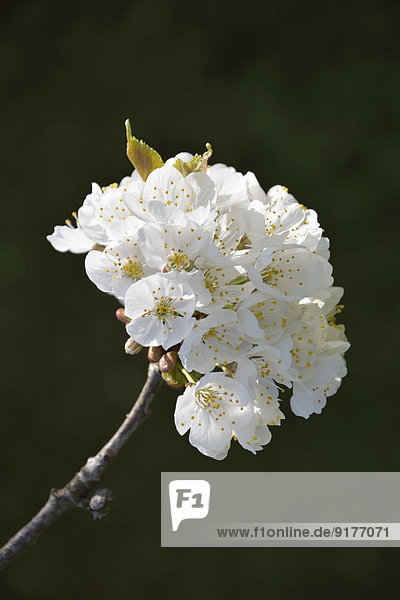 Weiße Blüten eines Kirschbaums