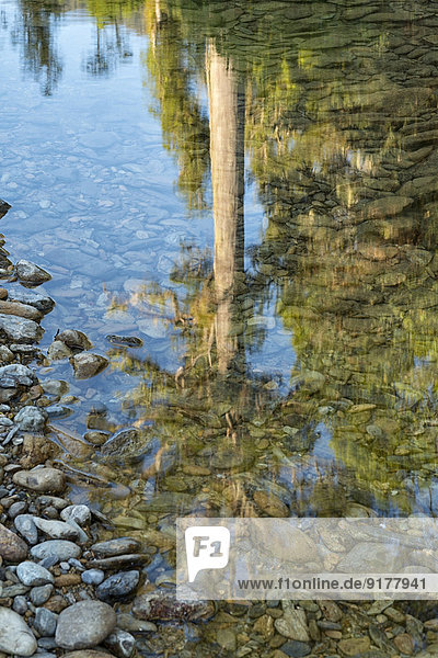 Neuseeland  Südinsel  Marlborough Sounds  Tennyson Inlet  Spiegelbild eines Kahikatea-Baumes im Wasser