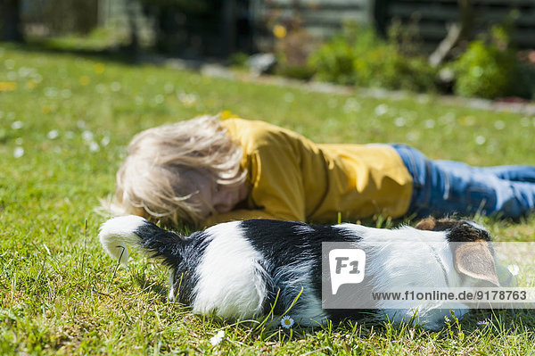 Junge spielt mit Jack Russel Terrier Welpe im Garten