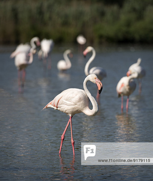 Frankreich  Camargue  größere Flamingos im Wasser