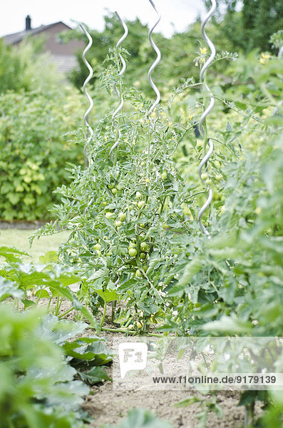 Im Garten wachsende Tomaten
