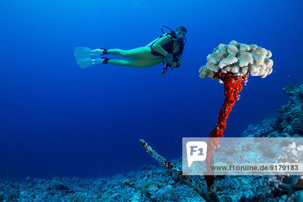 Oceania  Palau  female diver watching leftover of dead coral with new life on top