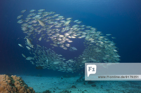 Ozeanien  Palau  Oxeye Scads  Selar boops  Fischschwarm