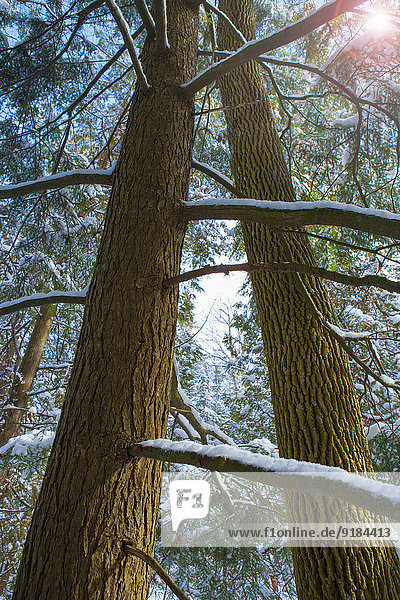 Baum Schnee Wachstum Wald