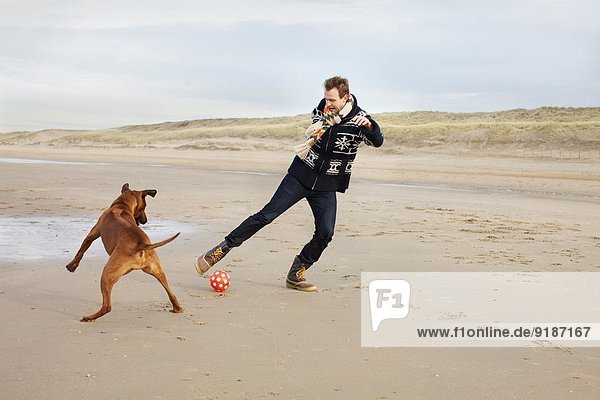 Mid adult man with dog playing football on beach  Bloemendaal aan Zee  Netherlands