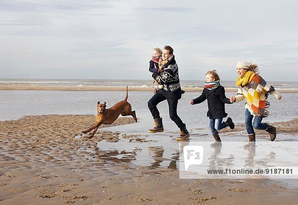 Mid adult parents with son  daughter and dog running on beach  Bloemendaal aan Zee  Netherlands