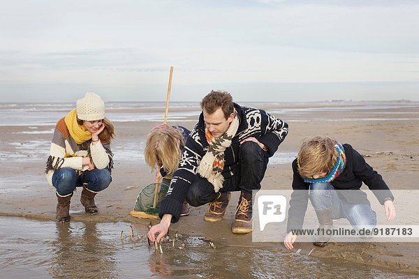 Mittlere erwachsene Eltern mit Sohn und Tochter auf der Suche nach Muscheln am Strand  Bloemendaal aan Zee  Niederlande