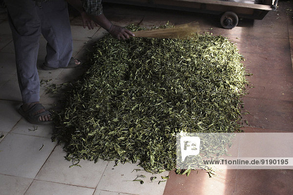 Niedriger Abschnitt des Mannes  der Teeblätter mit Besen in der Fabrik sammelt.