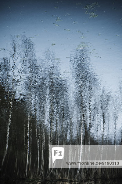 Spiegelung der Bäume am ruhigen See