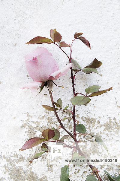 Rosa Rose wächst gegen die Wand
