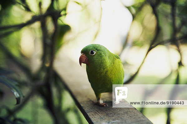 Grüner Papagei auf Holzbrettern im Außenbereich