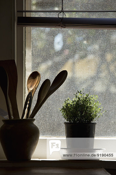 Holzlöffel in Vase von Zimmerpflanze auf Fensterbank