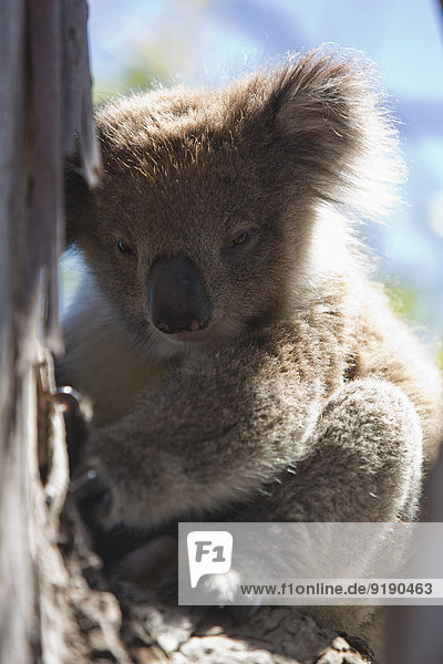 Koala auf Ast sitzend