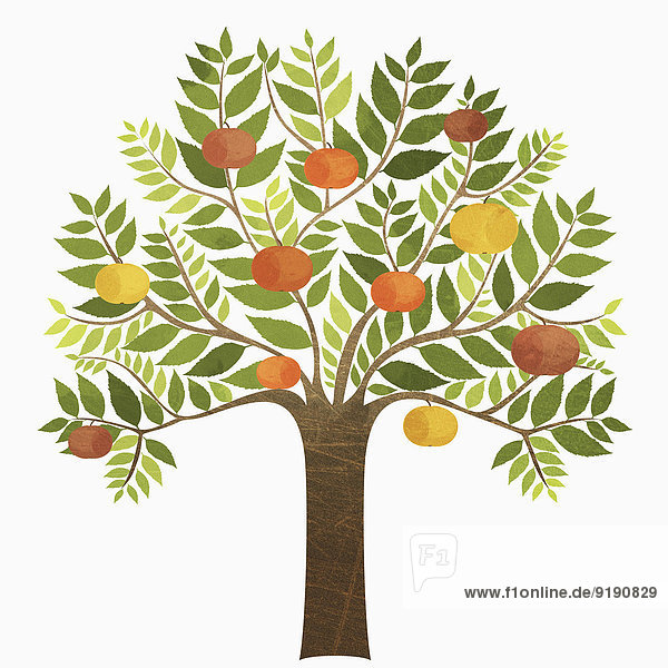 Einige Orangen wachsen auf einem Baum auf weißem Grund.