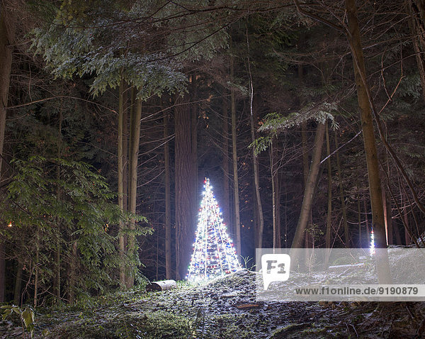 Beleuchteter Weihnachtsbaum im Park