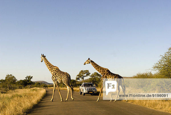 Giraffes (Giraffa camelopardalis) crossing a road  a jeep at the back  Kruger National Park  South Africa