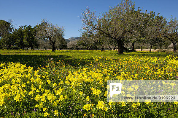 Nickender Sauerklee (Oxalis pes-caprae) blüht auf Wiese  Mallorca  Balearen  Spanien
