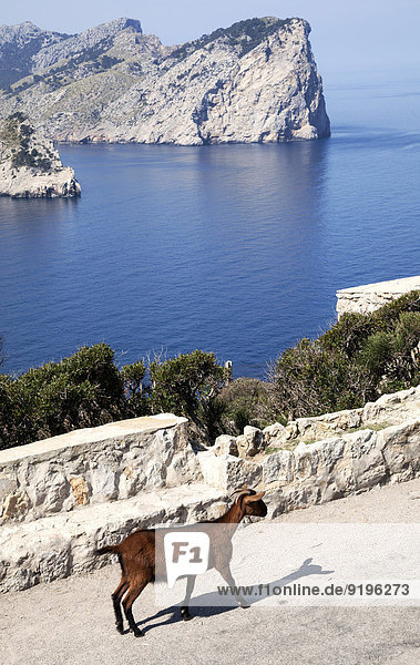 Majorcan Wild Goat (Cabra salvatge mallorquina) at Cap Formentor  Majorca  Balearic Islands  Spain