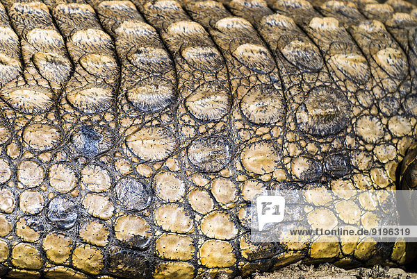 Nilkrokodil (Crocodylus niloticus)  Detail Haut  iSimangaliso-Wetland-Park  St. Lucia Estuary  KwaZulu-Natal  Südafrika