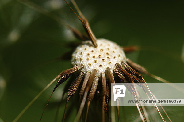 Gewöhnlicher Löwenzahn (Taraxacum officinale)  Pusteblume  Kopf mit einzelnen Samen