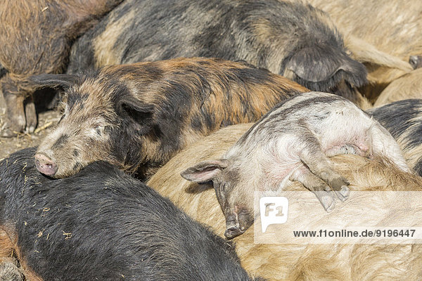 Mangalitza-Schweine (Sus scrofa domestica)  schlafend  Tirol  Österreich
