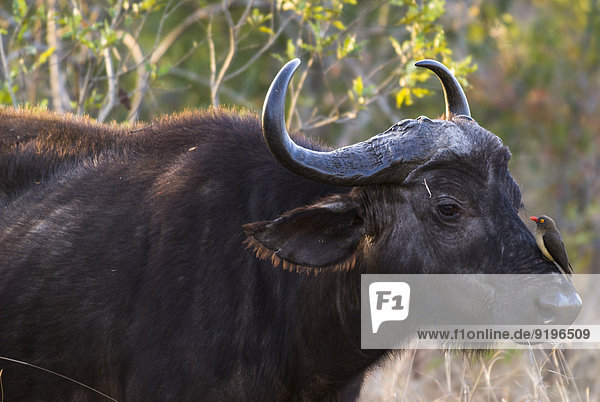Afrikanischer Büffel oder Kaffernbüffel (Syncerus caffer) mit Rotschnabel-Madenhacker (Buphagus erythrorhynchus)  Krüger-Nationalpark  Südafrika