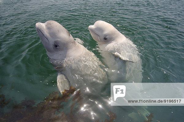Zwei junge Weißwale (Delphinapterus leucas)  Japanisches Meer  Region Primorje  Russland