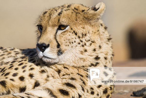 Gepard (Acinonyx jubatus) Johannesburg Provinz-Gauteng Südafrika