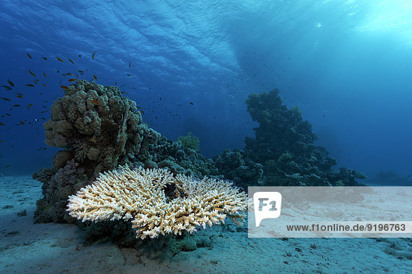 Agropora-Tischkoralle (Agropora sp.) an kleinem Korallenriff im Sandgrund  Rotes Meer  Ägypten