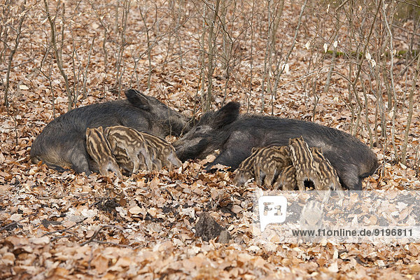 Wildschweine (Sus scrofa)  zwei Bachen säugen Frischlinge  captive  Nordrhein-Westfalen  Deutschland