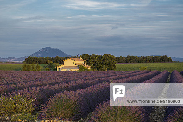 Abend Beleuchtung Licht Feld Provence - Alpes-Cote d Azur Hochebene Lavendel Valensole