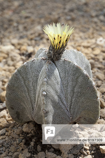 Bischofsmütze (Astrophytum myriostigma),  Kaktus,  Nordrhein-Westfalen,  Deutschland