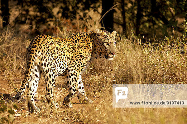 Leopard (Panthera pardus) in trockenem Gras Krüger-Nationalpark Südafrika