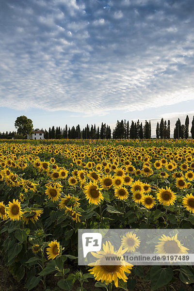 Sonnenblumenfeld und Zypressen  bei Piombino  Provinz Livorno  Toskana  Italien