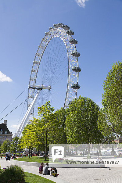London Eye from Jubilee Gardens  London  England  United Kingdom