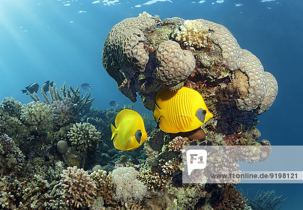 Zwei Maskenfalterfische (Chaetodon sermilavatus)  endemisch  vor Korallenblock  Rotes Meer  Ägypten