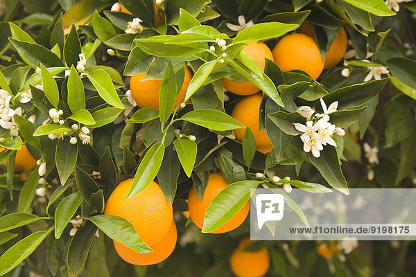 Orangenbaum mit Blüten und Früchten,  Algarve,  Portugal