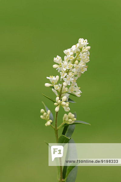 Gewöhnlicher Liguster oder Gemeiner Liguster (Ligustrum vulgare)  Blüten  Nordrhein-Westfalen  Deutschland